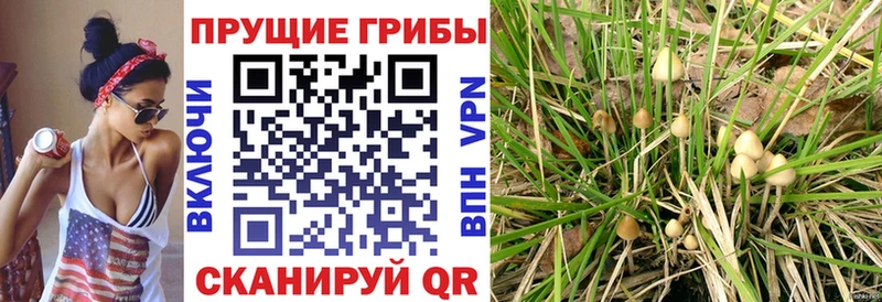 купить наркоту  блэк спрут как войти  Псилоцибиновые грибы ЛСД  Ряжск 